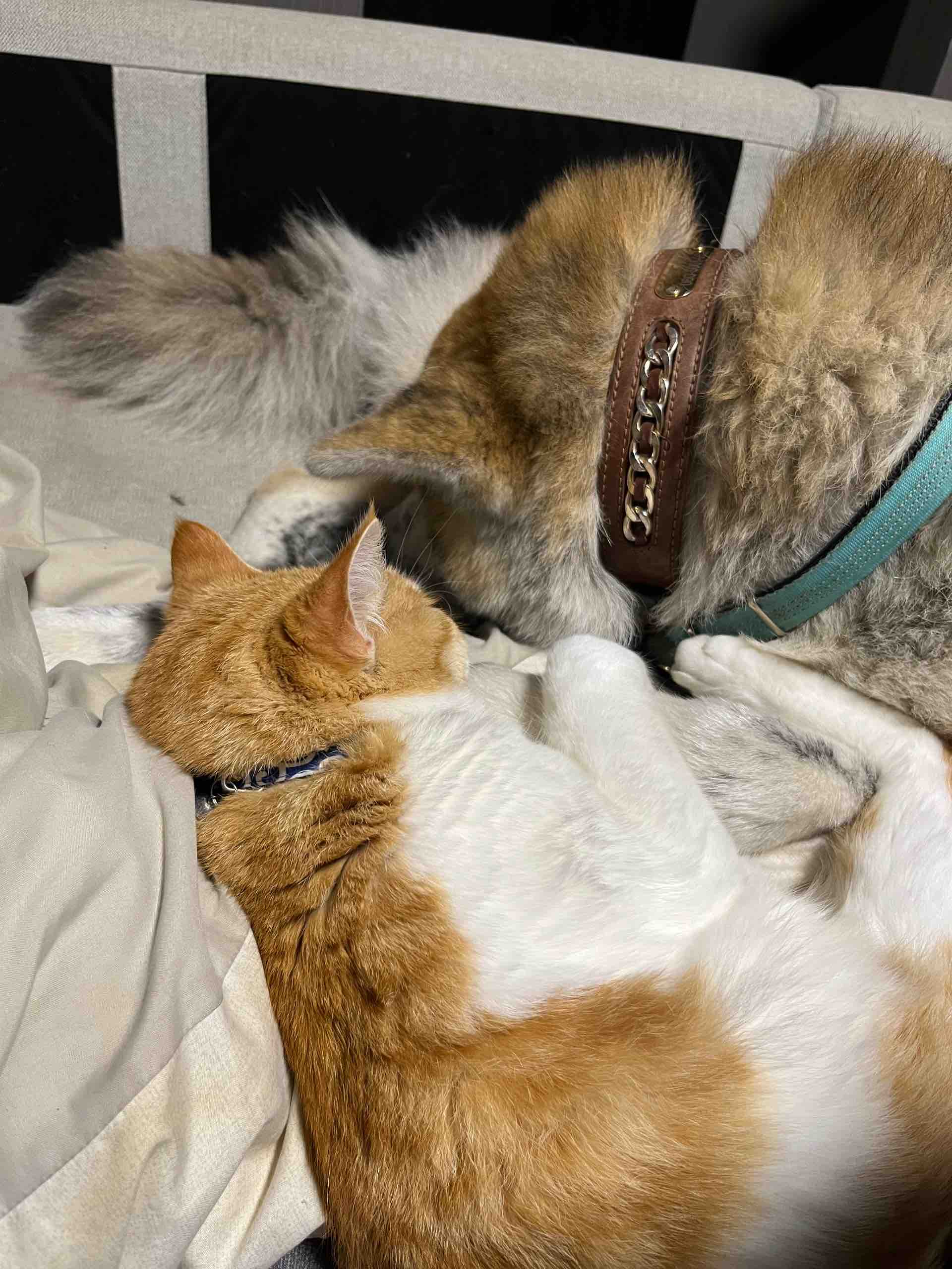 ｅキャッツアイ３Ｈ４ＹＺ３ の画像